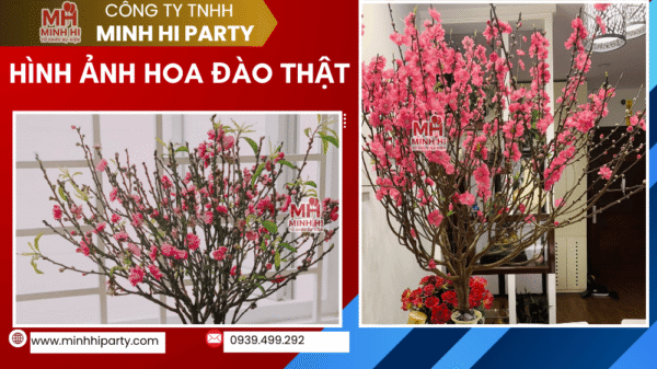 Hoa đào phụ kiện trang trí tết tại Minh Hi Party