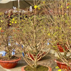 cho thue cay mai tet 2026 hoa tuoi Thuê mai vàng dáng to đẹp giá rẻ tại khu vực TPHCM