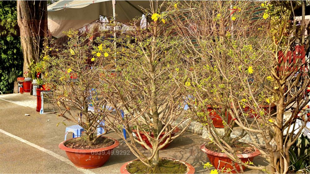 cho thue cay mai tet 2026 hoa tuoi Thuê mai vàng dáng to đẹp giá rẻ tại khu vực TPHCM