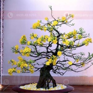 cho thue mai bon sai tai tphcm gia re Thuê mai vàng bonsai tại TPHCM giá rẻ và giao tận nơi