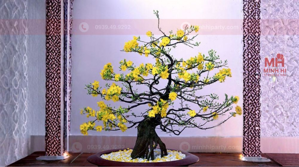 cho thue mai bon sai tai tphcm gia re Thuê mai vàng bonsai tại TPHCM giá rẻ và giao tận nơi