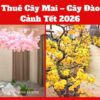 Dịch vụ cho thuê mai - thuê đào tết 2026 uy tính tại TPHCM