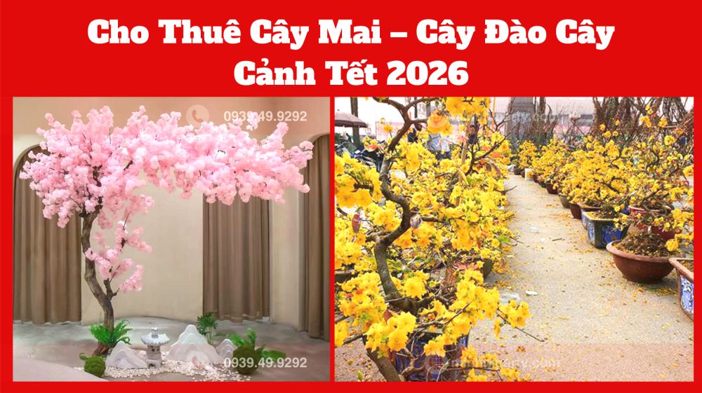 dich vu cho thue mai thue dao tet 2026 Dịch vụ Cho Thuê Cây Mai – Cây Đào – Cây Cảnh Tết 2026 uy tính tại TPHCM